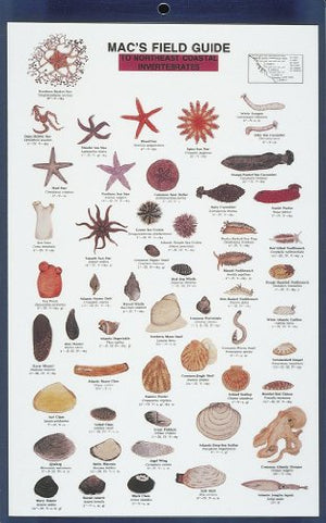 Mac's Field Guides: Northeast Coastal Invertebrates