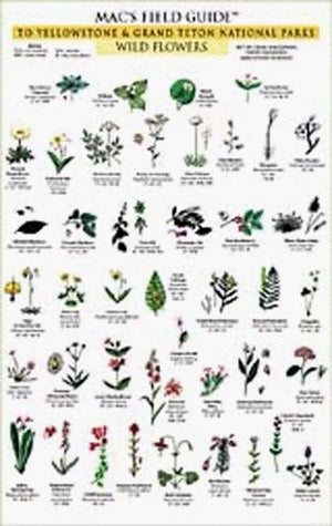 Mac's Field Guides: Yellowstone Trees & Flowers