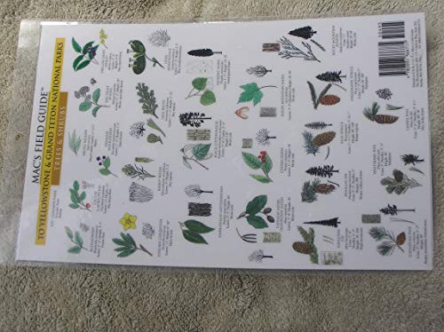 Mac's Field Guides: Yosemite Trees & Wildflowers