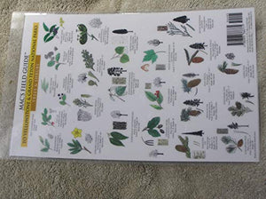 Mac's Field Guides: Yosemite Trees & Wildflowers