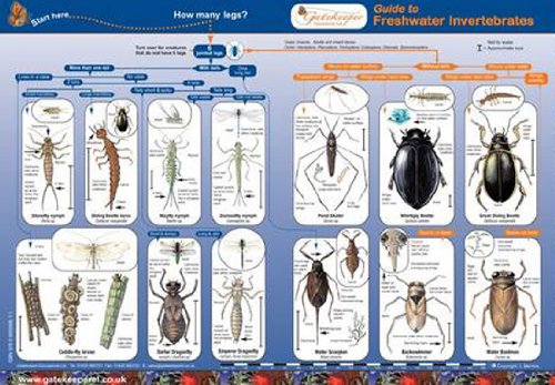 Guide to Freshwater Invertebrates