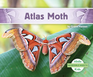Atlas Moth