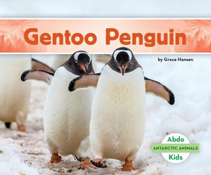 Gentoo Penguin