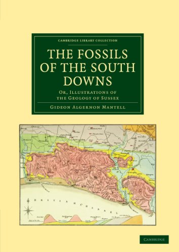 The Fossils of the South Downs
