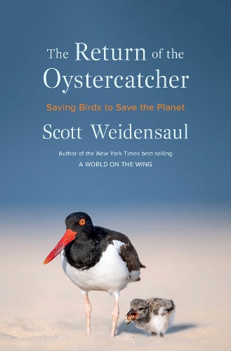 The Return of the Oystercatcher