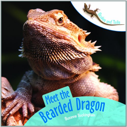 Meet the Bearded Dragon
