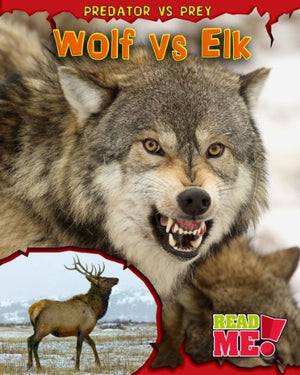 Wolf vs Elk