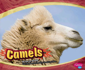 Camels