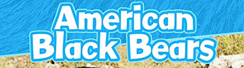 American Black Bears cover