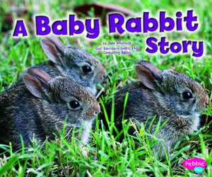 Baby Rabbit Story