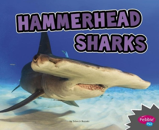 All About Sharks Hammerhead Sharks