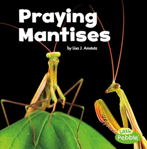 Praying Mantises 