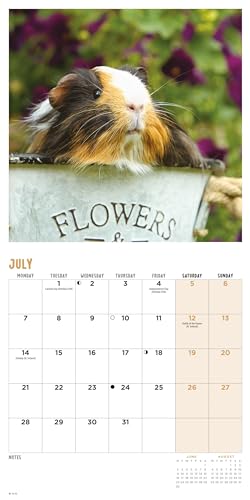 2025 Guinea Pigs Mini