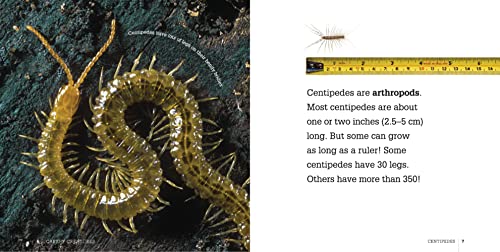 Centipedes
