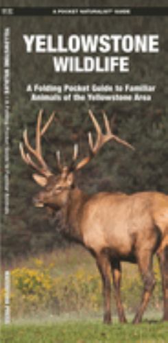 Yellowstone Wildlife