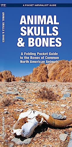 Animal Skulls & Bones