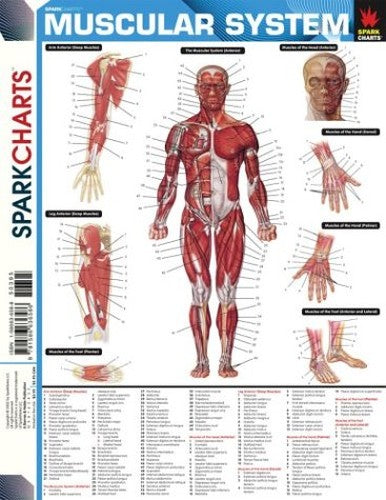 Muscular System (Sparkcharts)