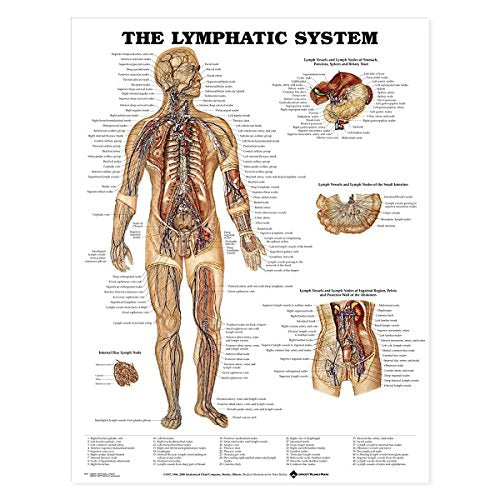 The Lymphatic System Anatomical Chart