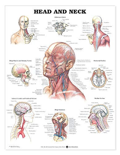 Head and Neck Anatomical Chart