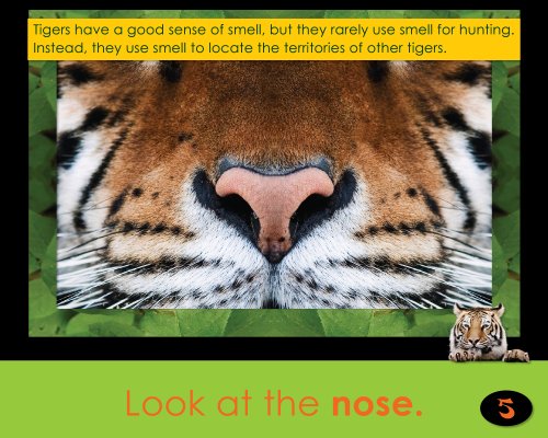 Tigers of Asia