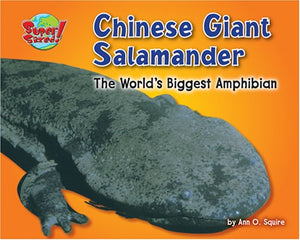 Chinese Giant Salamander