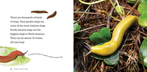 Slugs