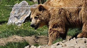 Brown Bears
