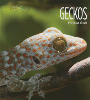 Geckos