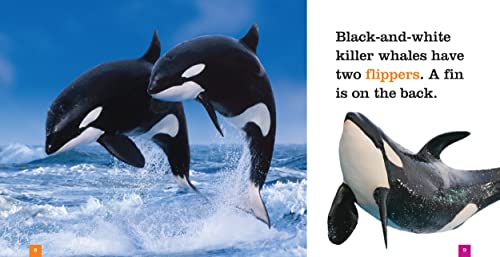 Killer Whales