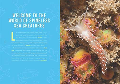 Spineless Sea Creatures