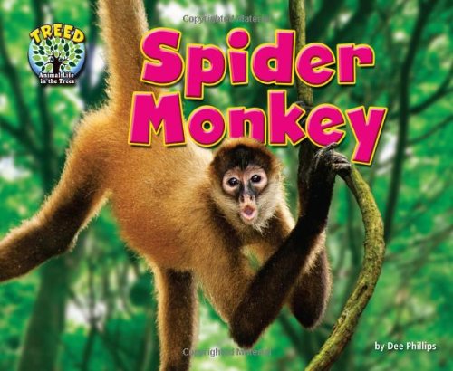 Spider Monkey
