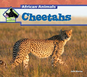 Cheetahs 