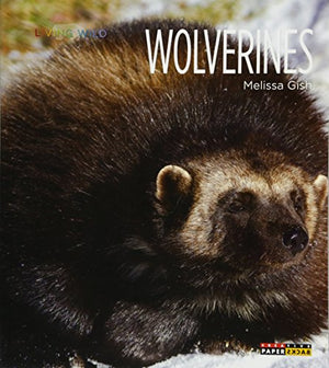 Living Wild: Wolverines