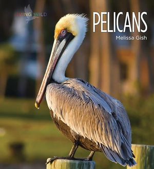 Pelicans