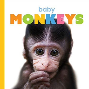Baby Monkeys 