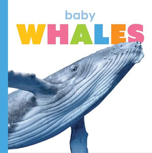 Baby Whales 