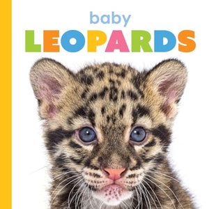 Baby Leopards (Starting Out)