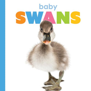 Baby Swans (Starting Out)