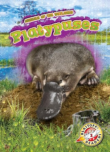 Platypuses 