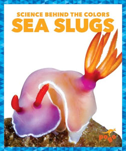 Sea Slugs 