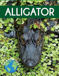 Alligator 