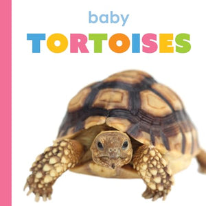 Baby Tortoises (Starting Out)