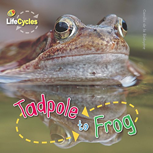 Lifecycles: Tadpole to Frog