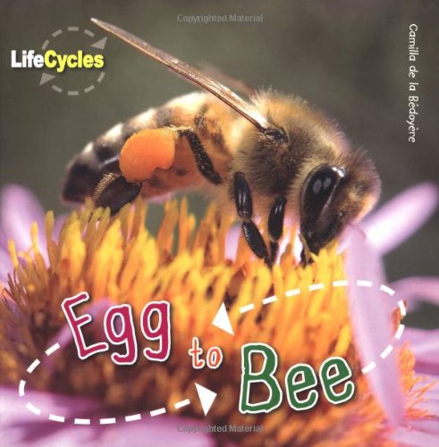 Egg to Bee
