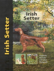 Irish Setter 