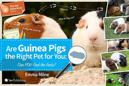 Are Guinea Pigs the Right Pet for You cover