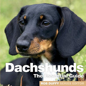 Dachshunds 