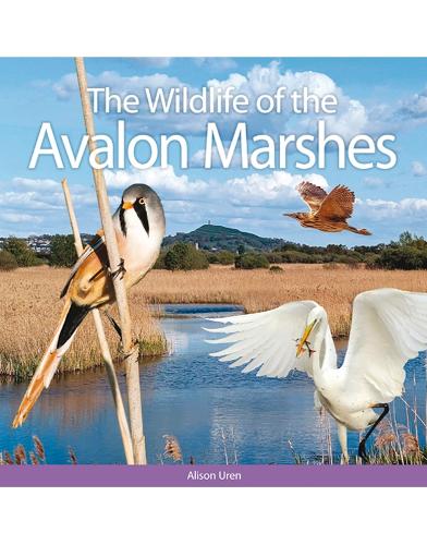 The Wildlife of the Avalon Marshes