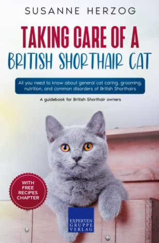 Taking care of a British Shorthair Cat: All you need to know about ...