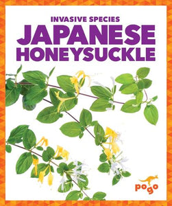 Japanese Honeysuckle 